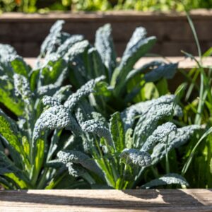 Tuscan Kale