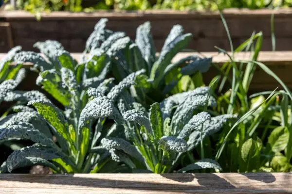 Tuscan Kale