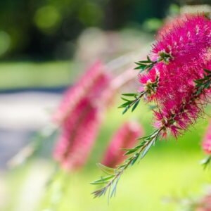 Callistemon Burgundy
