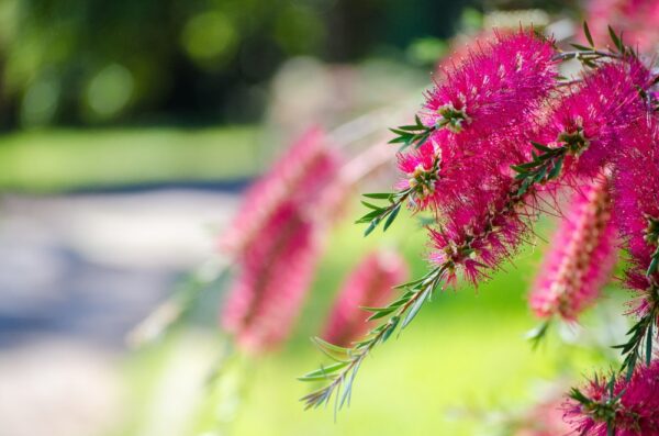 Callistemon Burgundy
