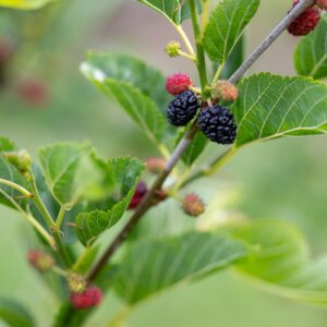 Hicks Fancy Mulberries