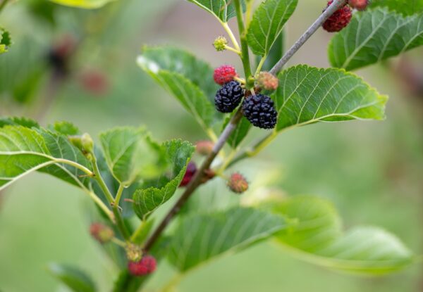 Hicks Fancy Mulberries