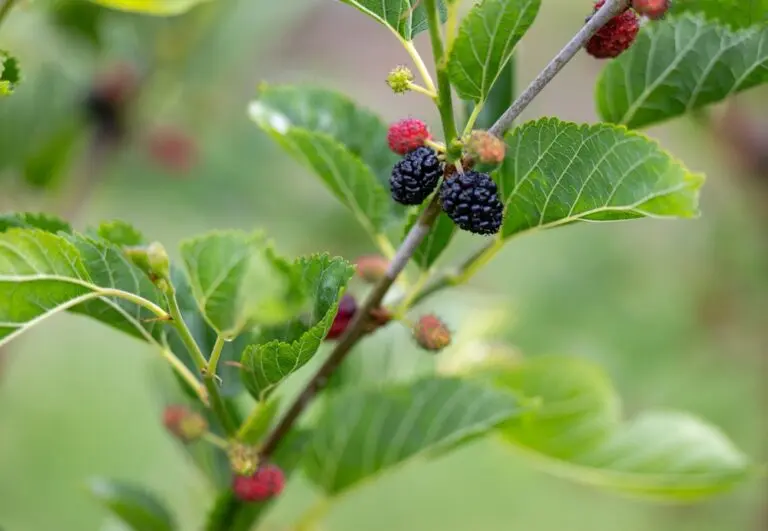 Hicks Fancy Mulberries