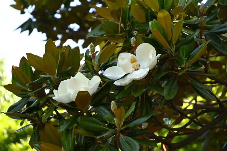 Magnolia Kay Parris