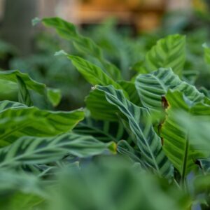 Velvet Calathea