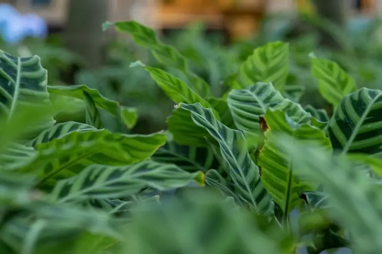 Velvet Calathea