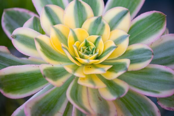 Aeonium Luteovariegatum
