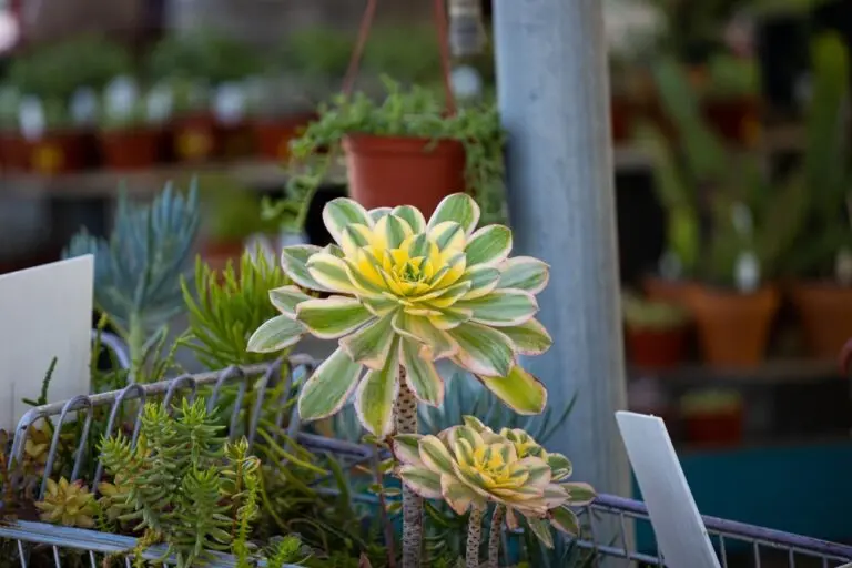 Aeonium Starburst