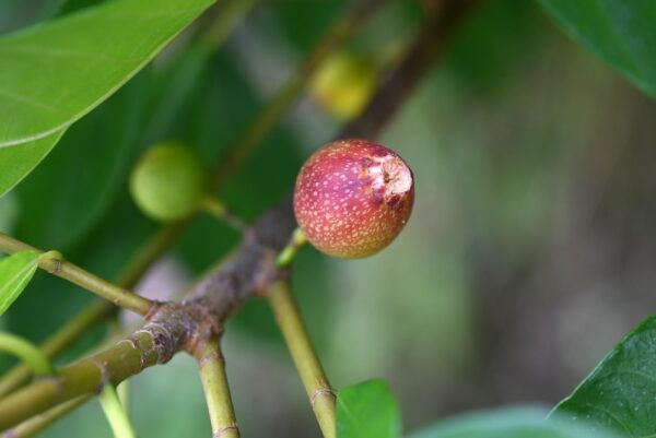 Ficus Figalicious