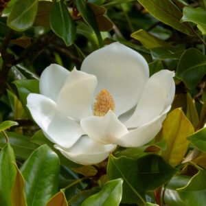 Scented Pearl Magnolia