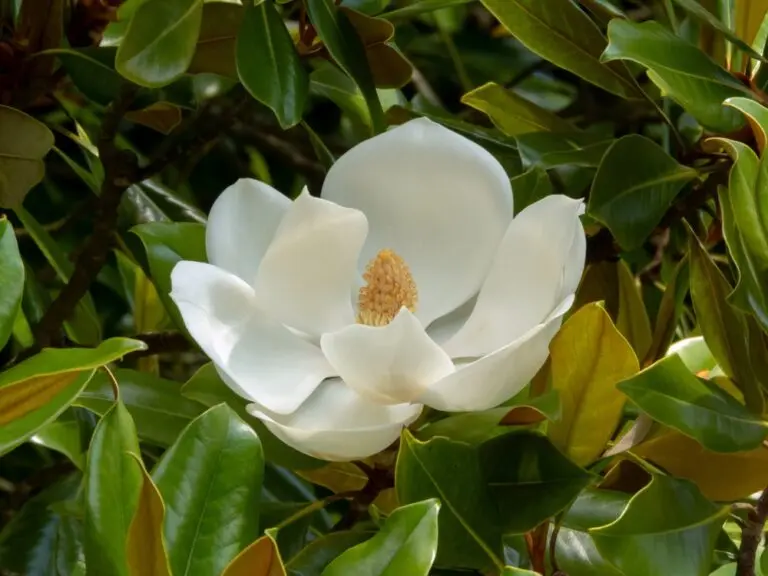 Scented Pearl Magnolia
