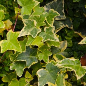 Variegated Ground Ivy