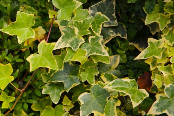 Variegated Ground Ivy