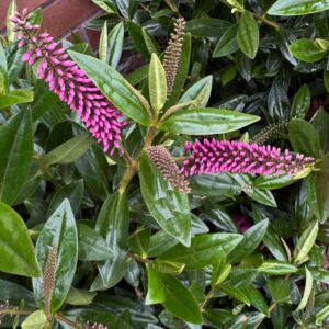 Hebe Sunset Boulevard