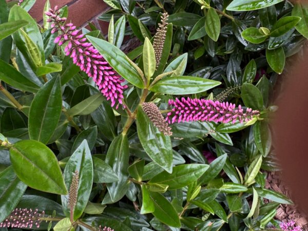 Hebe Sunset Boulevard