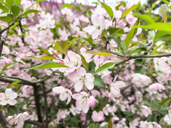 Bechtel's Crabapple - Image 2