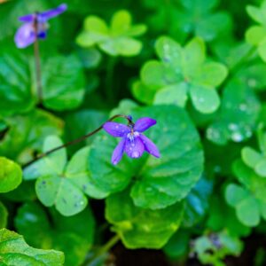 Native Violet