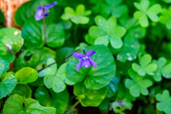Native Violet
