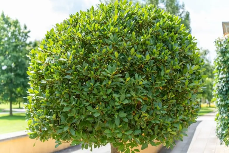 Laurus Miles Choice