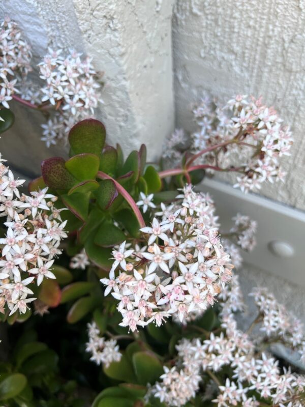 Crassula anomala - Image 2