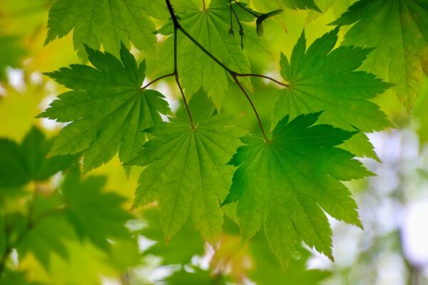 Sugar Maple - Image 2