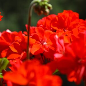 Geranium Big Red