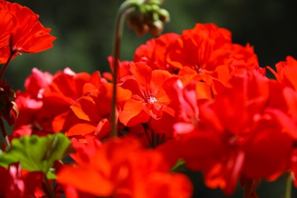 Geranium Big Red