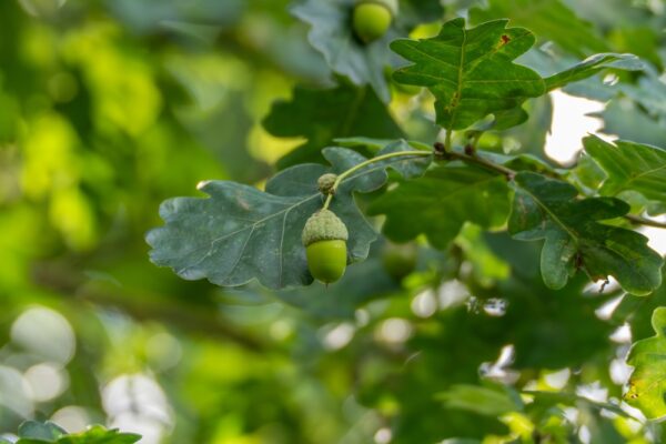 English Oak - Image 2