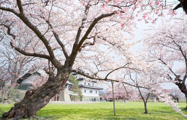 White Weeping Cherry - Image 2
