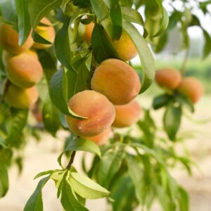 Peach Golden Queen Dwarf