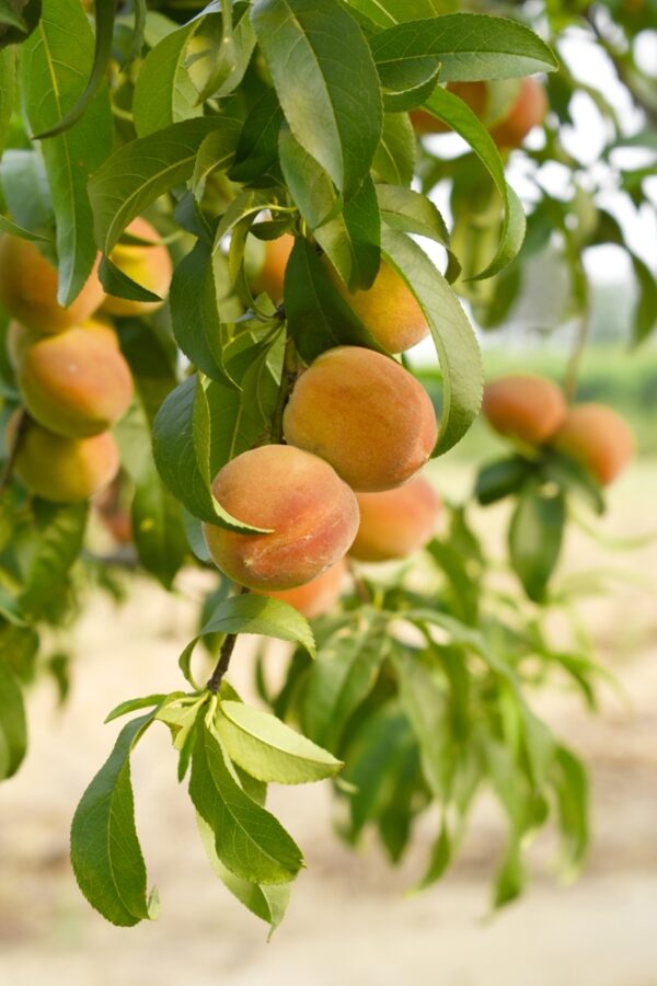 Peach Golden Queen Dwarf