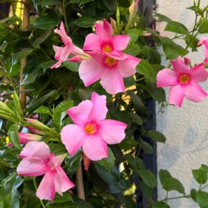 Mandevilla Aloha