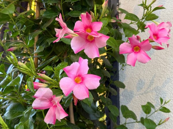 Mandevilla Aloha