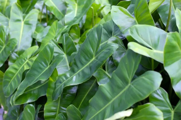 Philodendron Imperial Green