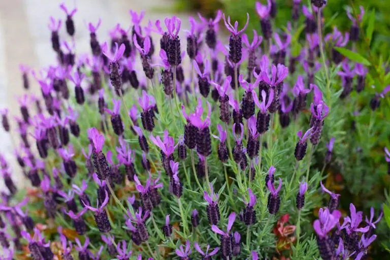 Avonview Lavender