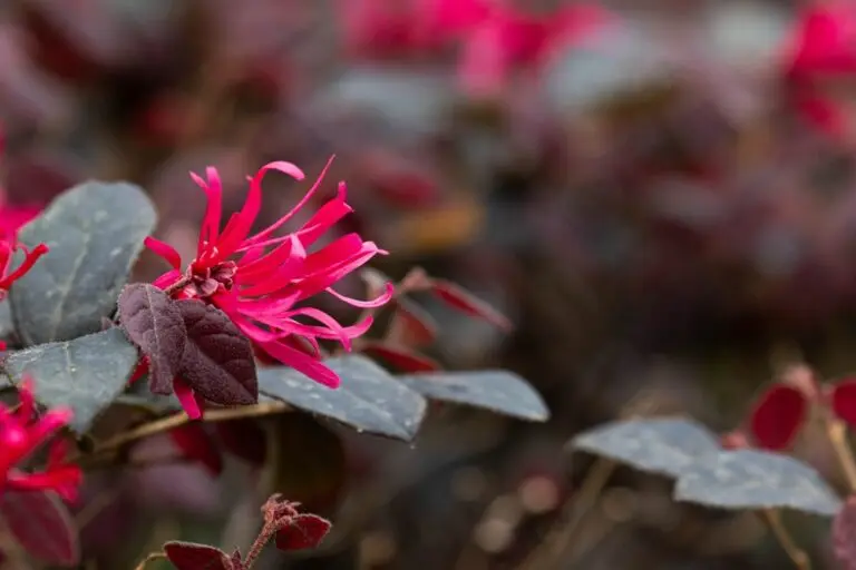 Loropetalum Bobz