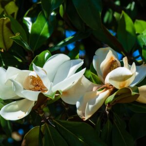 Magnolia Little Gem