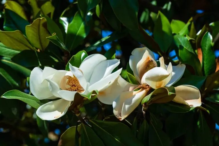 Magnolia Little Gem