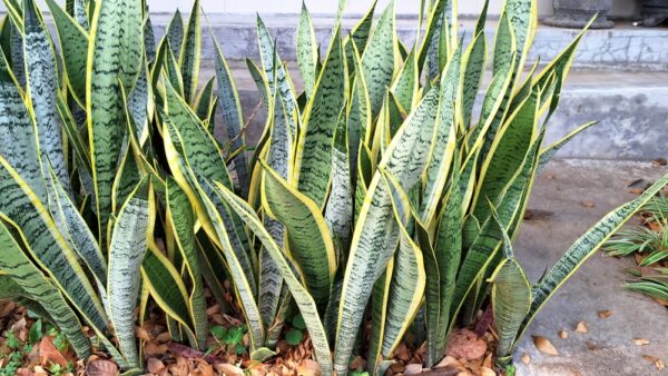 Mother-in-Law's Tongue - Image 2