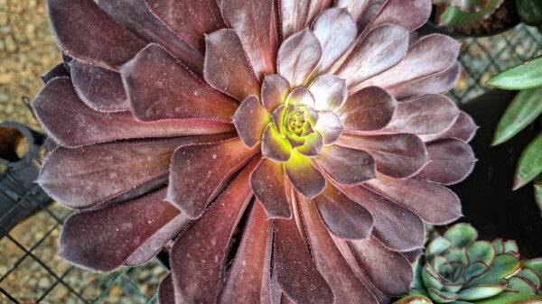 Aeonium Schwarzkopf