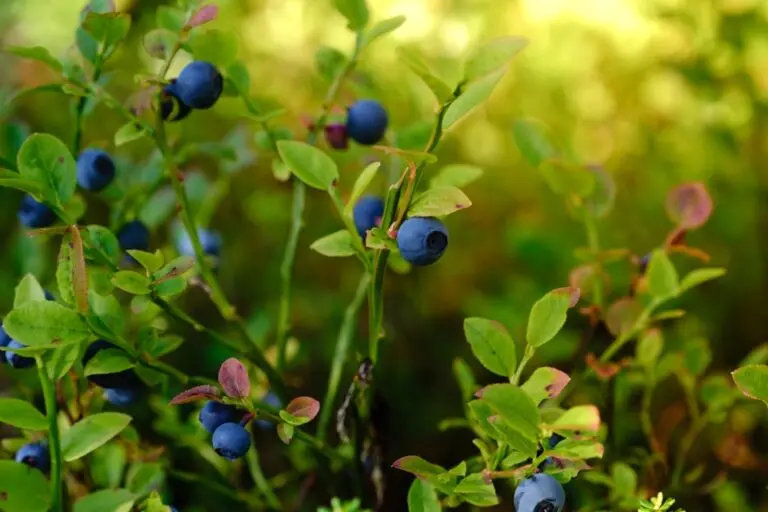 Blueberry Blue Rose