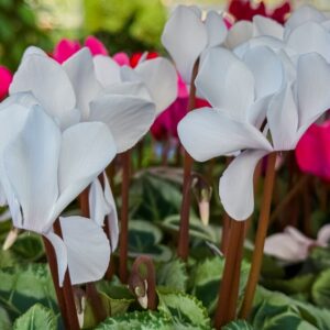 Cyclamen