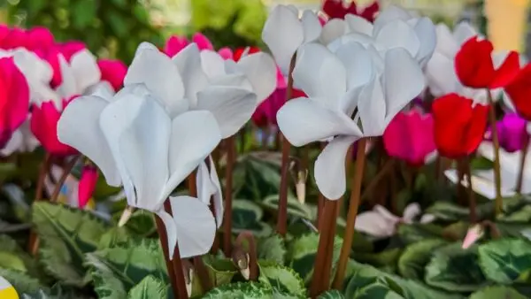 Cyclamen