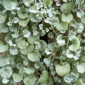 Dichondra Silver Falls