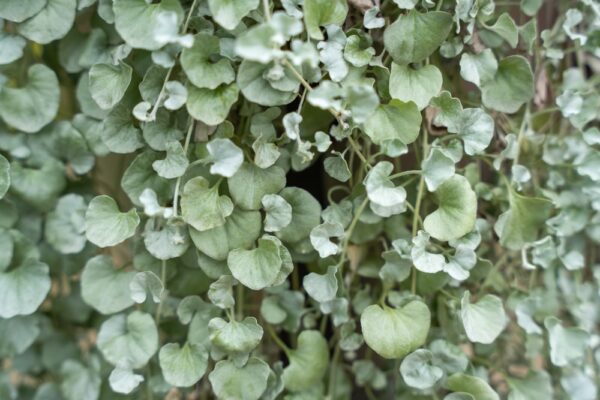 Dichondra Silver Falls