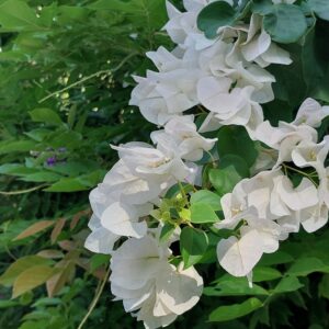 Bougainvillea Bambino