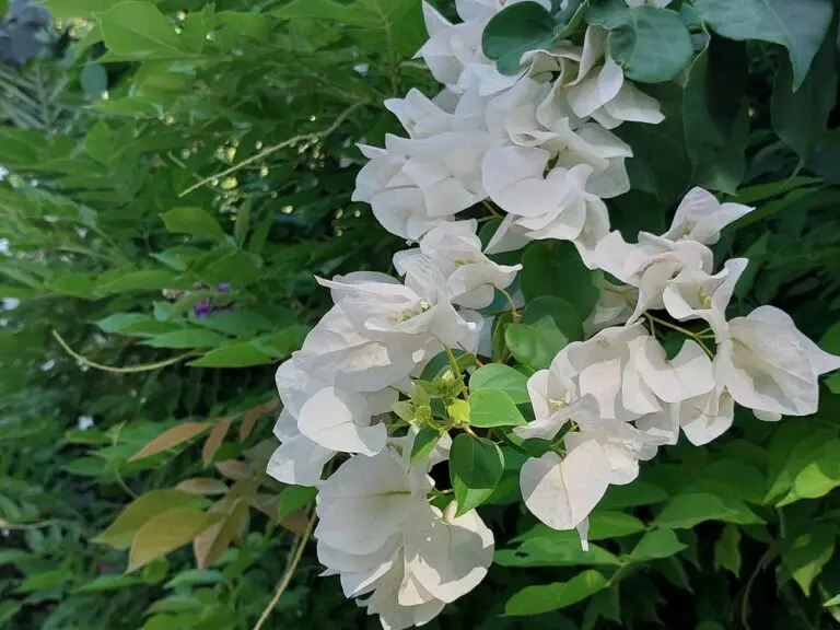 Bougainvillea Bambino