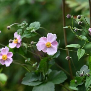 Fantasy Belle Japanese Windflower
