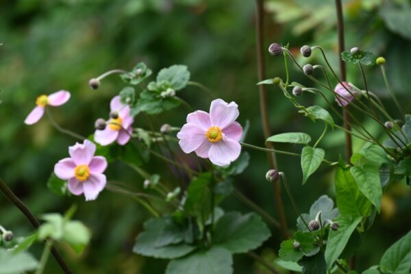 Fantasy Belle Japanese Windflower