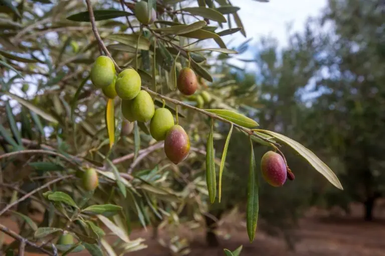 Olive Kalamata